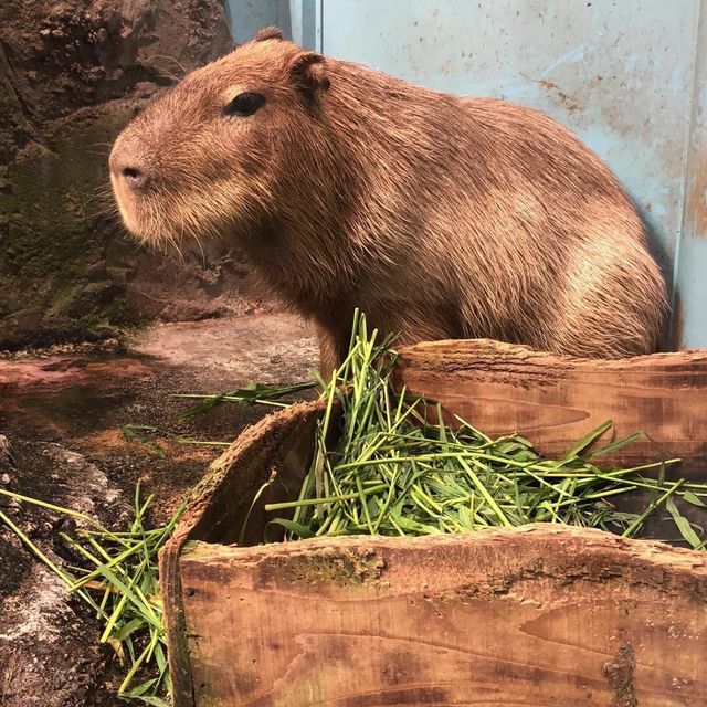 鳥羽水族館🐟🐬🐳企鵝🐧大暴走近距離接觸海洋生物