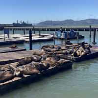 pier 39 sea lions 