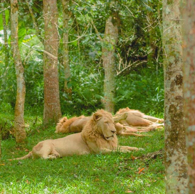 Great Weekend at Cebu Safari & Adventure Park