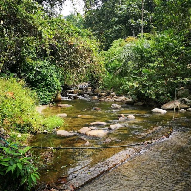 Suria Rimba Chalet 