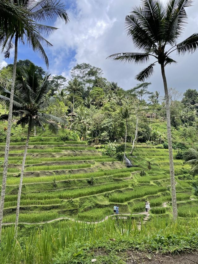 I cant Bali-eve my eyes.....