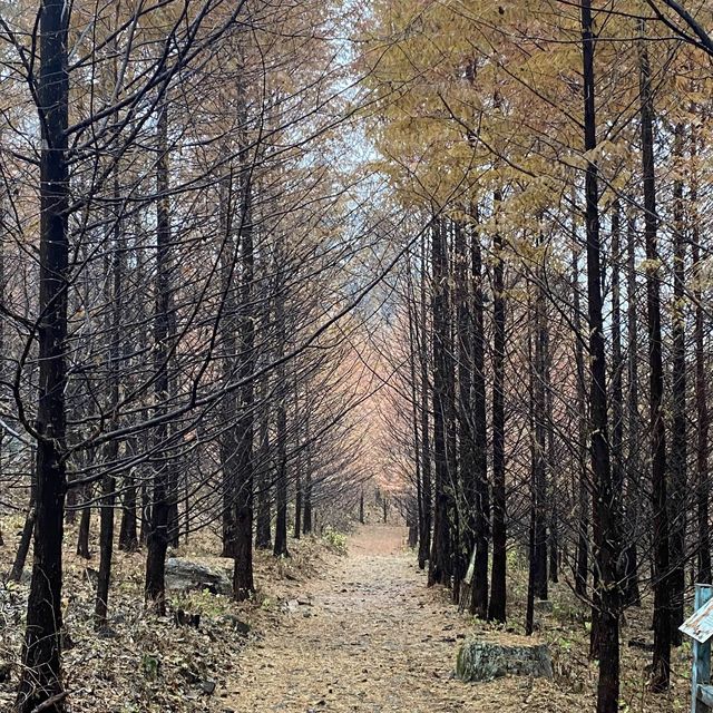 BTS 숲🌲