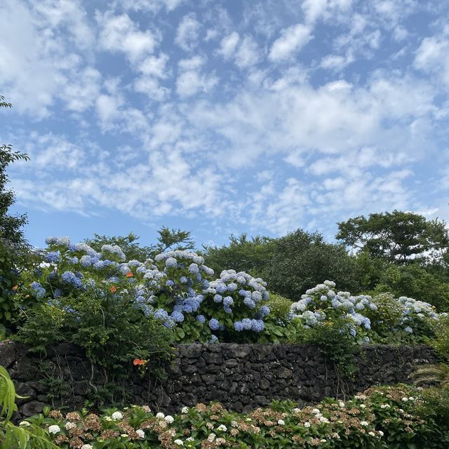 [제주] 까멜리아 힐 🌹, 수국의 꽃말은 진실한 사랑이라면서요?