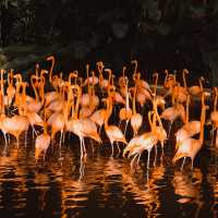 Meet with the birds at Jurong Bird Park