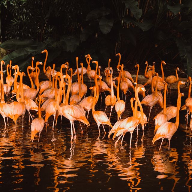 Meet with the birds at Jurong Bird Park