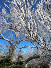 [제주도] 한라산 눈꽃 가득한 겨울 산행 ☃️❄️🌨🥶🤍