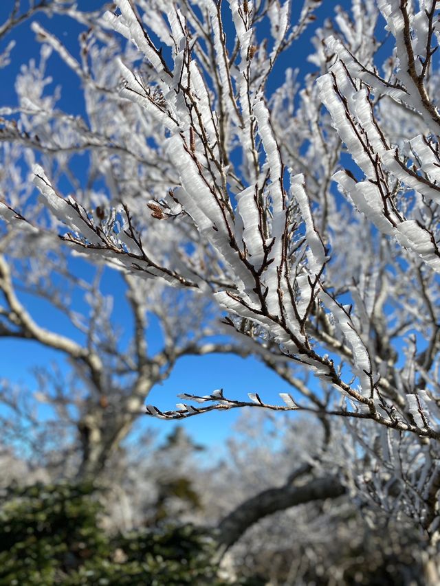 [제주도] 한라산 눈꽃 가득한 겨울 산행 ☃️❄️🌨🥶🤍