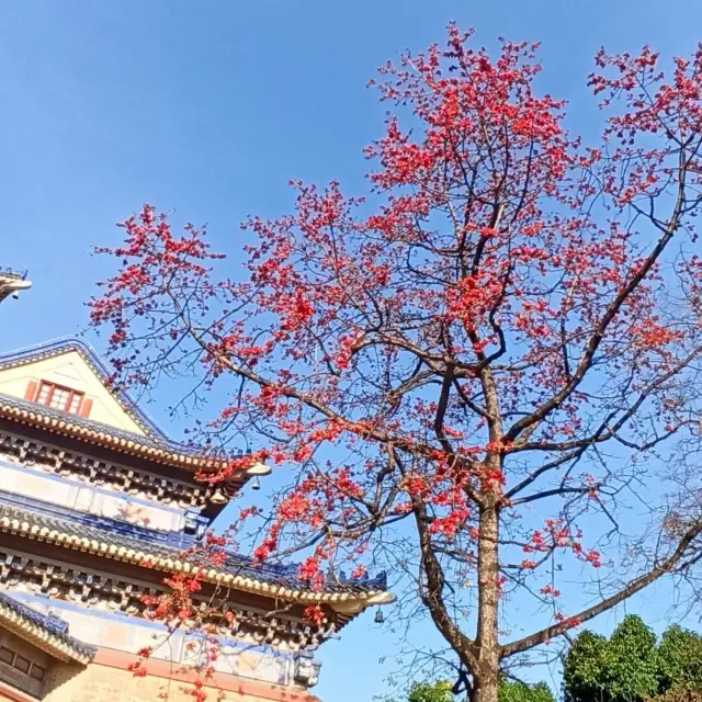 欣賞最靚木棉花，參觀最大中山紀念堂