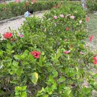 黃橙花風鈴木盛放｜市區賞花好去處