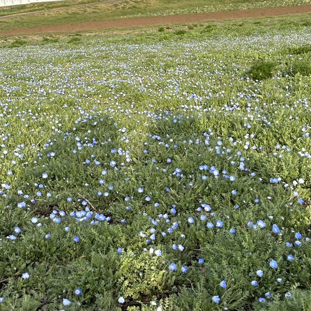 【神奈川】絶景の菜の花畑💛ソレイユの丘