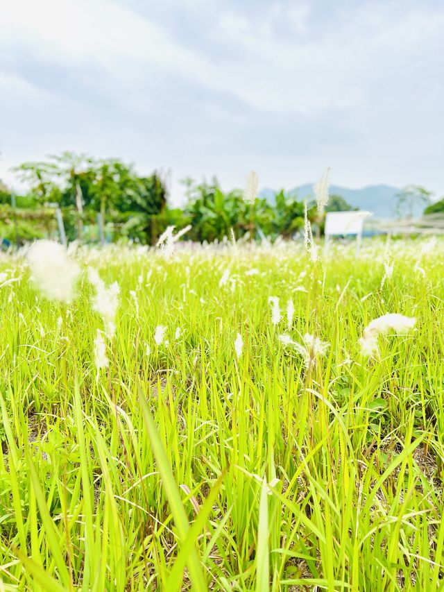 坪輋壁畫村