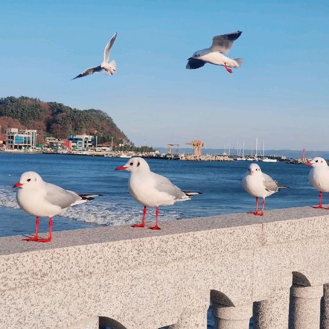 [포항] 갈매기와 셀카를 찍고 싶다면, 영일대