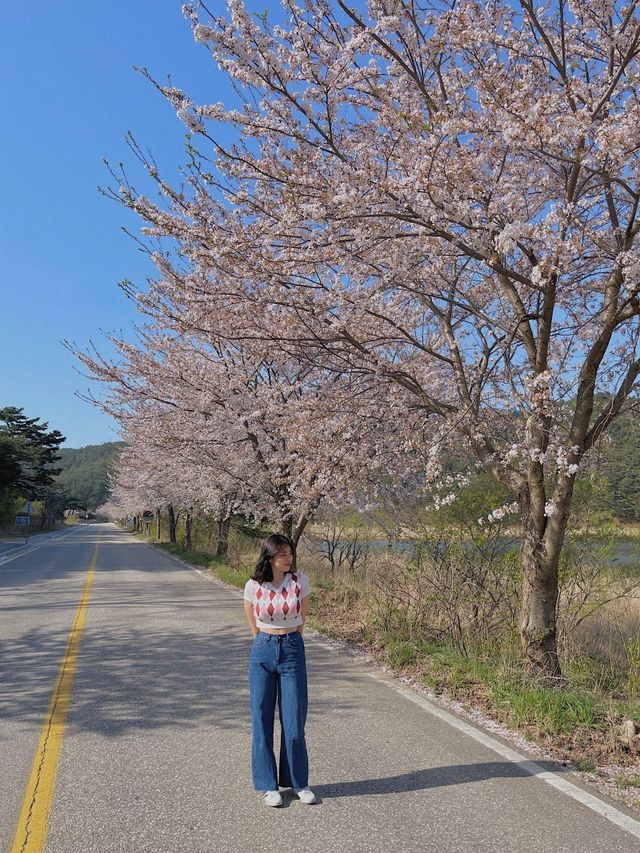 화진포 둘레길 🌸 벚꽃으로 가득한 길