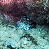 Diving in Nha Trang