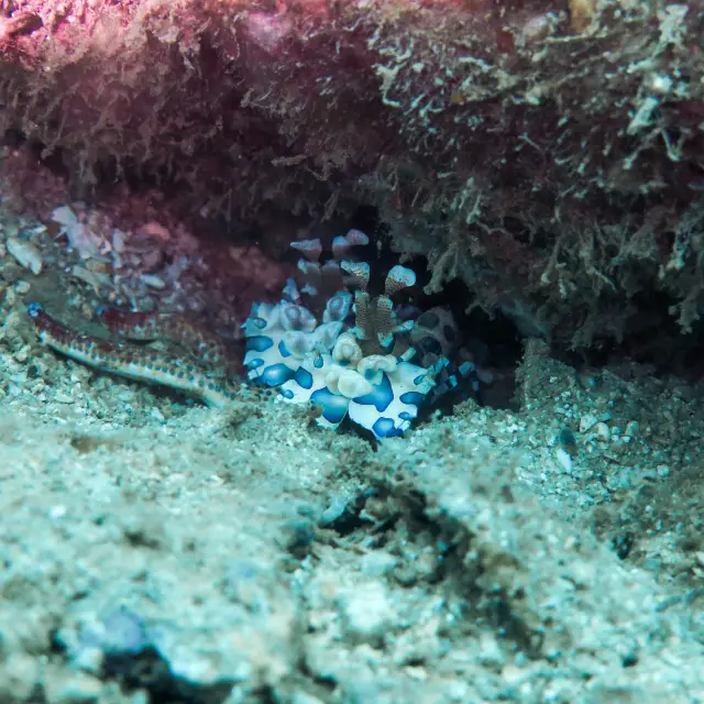 Diving in Nha Trang