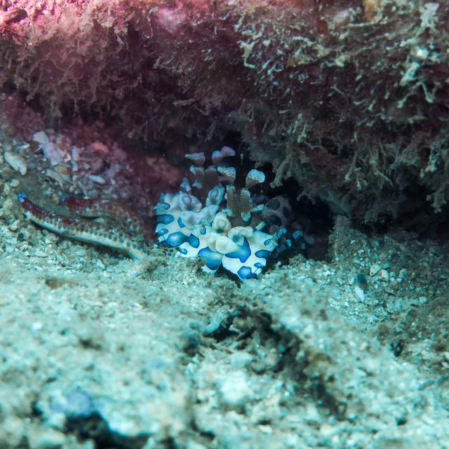 Diving in Nha Trang