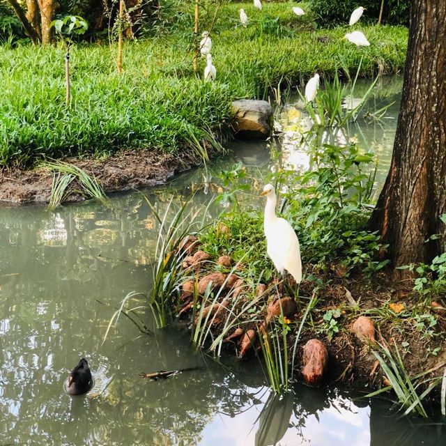 風光明媚🪷🌤Daan Forest Park 大安森林公園