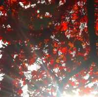 熱海梅園看最美紅葉