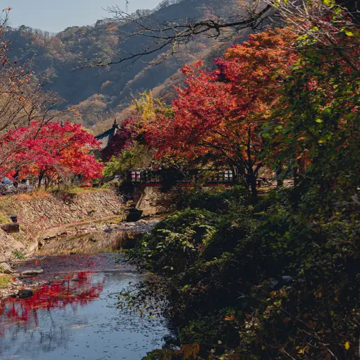 온곳곳이 절경인 내장산 단풍여행