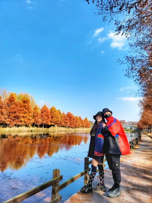 반영이 아름다운 담양 관방제림🤎11월말까지 예쁠거예요🍂