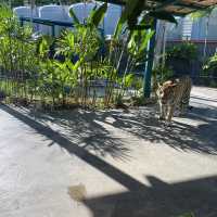 芭堤雅老虎公園 🐯