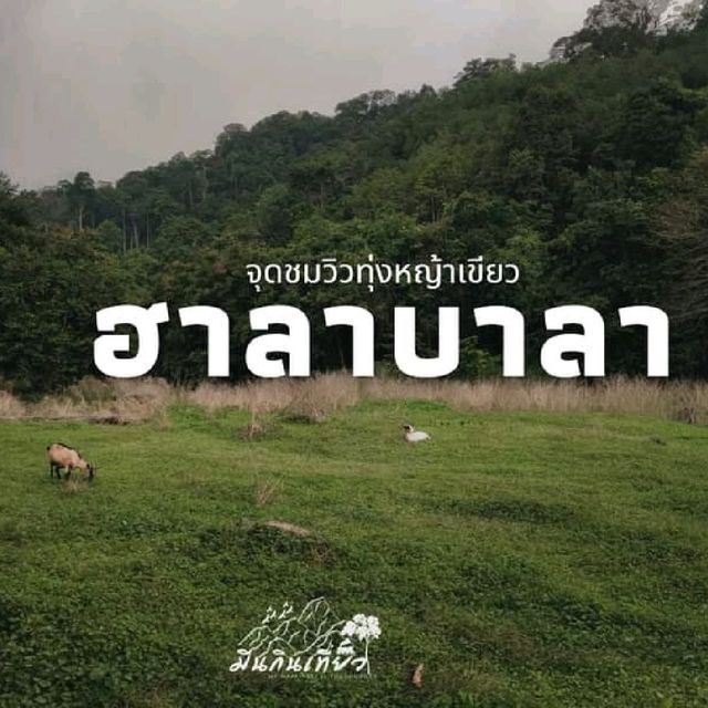 จุดชมวิวทุ่งหญ้า ฮาลาบาลา จ.ยะลา  