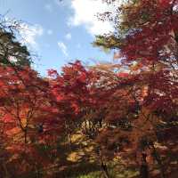 青森県　11月の弘前公園