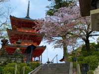 京都　KYOTO SAKURAめぐり❗️まさに、いとをかし清水寺の桜に大満足❗️