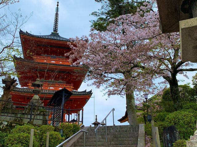 京都　KYOTO SAKURAめぐり❗️まさに、いとをかし清水寺の桜に大満足❗️