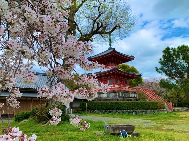 京都　KYOTO SAKURAめぐり❗️大覚寺の桜に感動❗️