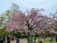 札幌　SAKURA 桜めぐり❗️円山公園の桜に感動❗️