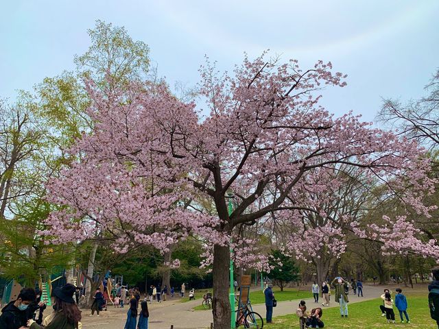 札幌　SAKURA 桜めぐり❗️円山公園の桜に感動❗️