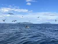 【この夏は香川県粟島でアイランドホッピングへ】