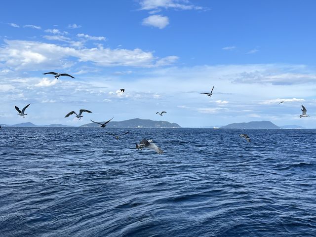 【この夏は香川県粟島でアイランドホッピングへ】