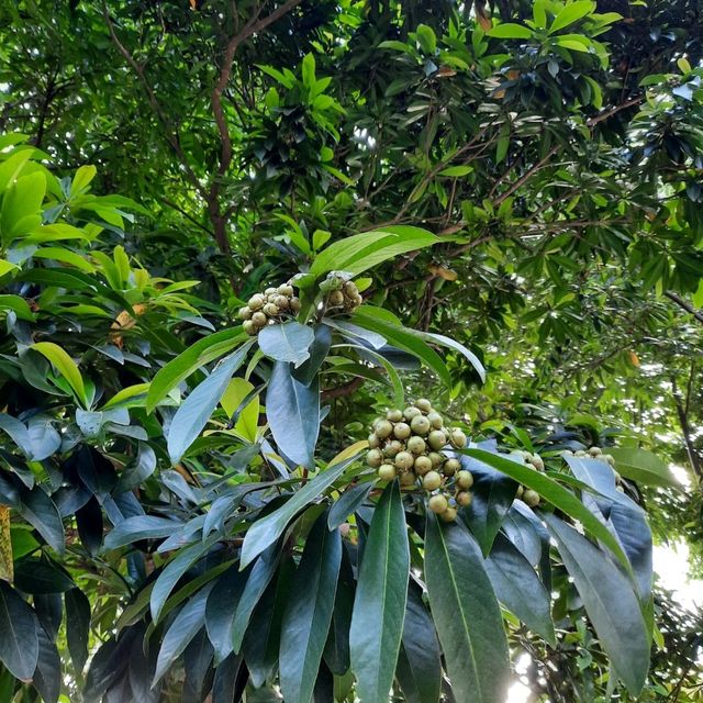 將軍澳坑口文曲里公園