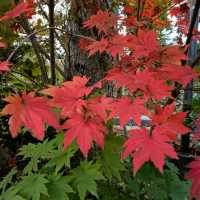 Garden with Fall colors 