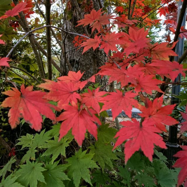 Garden with Fall colors 