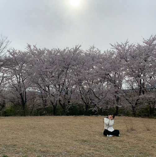 🌸 영암 벚꽃 명소 🌸