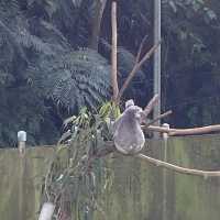台北市立木柵動物園 讚讚