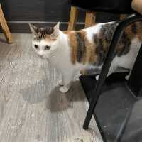 貓之谷！貓星人甜蜜時光！地球其實有好多愛心爆棚嘅貓奴！🐱喵