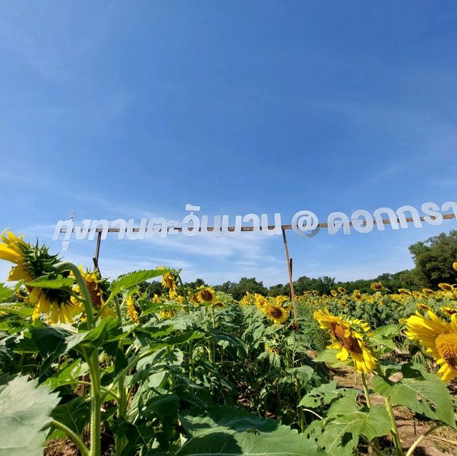 ทุ่งทานตะวันอ่างเก็บน้ำดอกกราย
