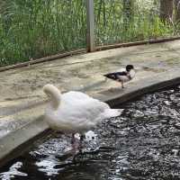 Zoodoo, Da Lat Zoo