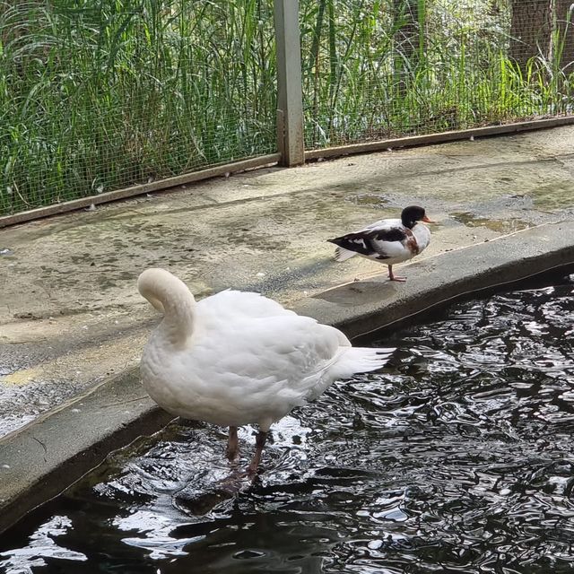 Zoodoo, Da Lat Zoo