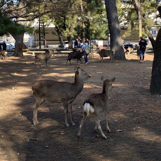接近原貌嘅東大寺