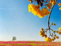 🌼🌼AISLE OF YELLOW BLOOMS🌼🌼