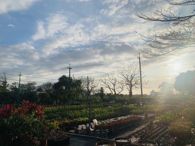 桃園景點-和春花卉農場