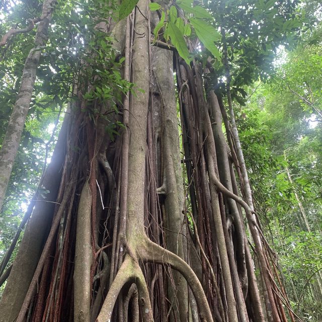 North Sumatra Jungle.