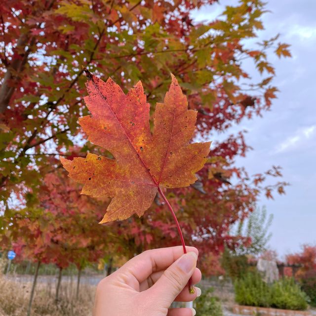 🍁AUTUMN IN NANJING🍁