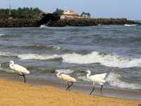 Negombo Beachlife - Sri Lanka 