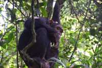 The 3 Day Chimp Tracking in Kibale